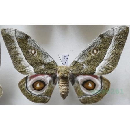 Gonimbrasia zambesina (Walker, 1865) female ex.pupa Kenya 116mm7c